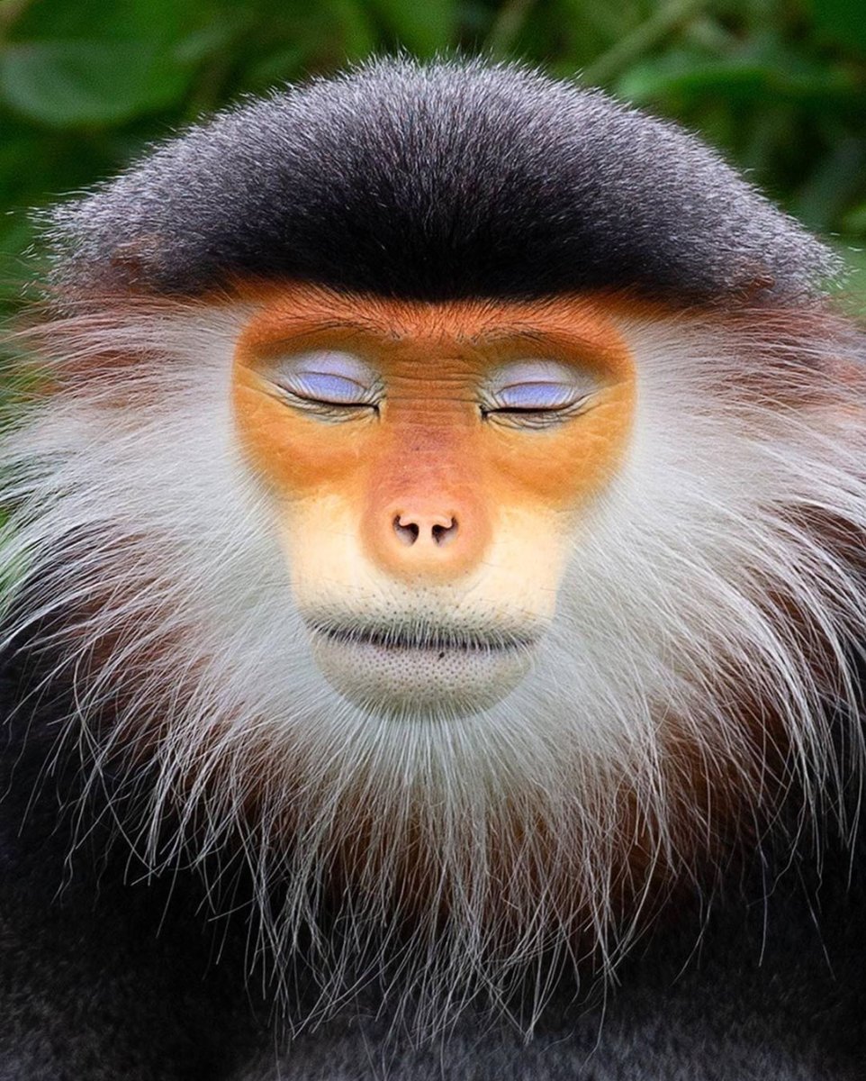 Обезьяна Мем