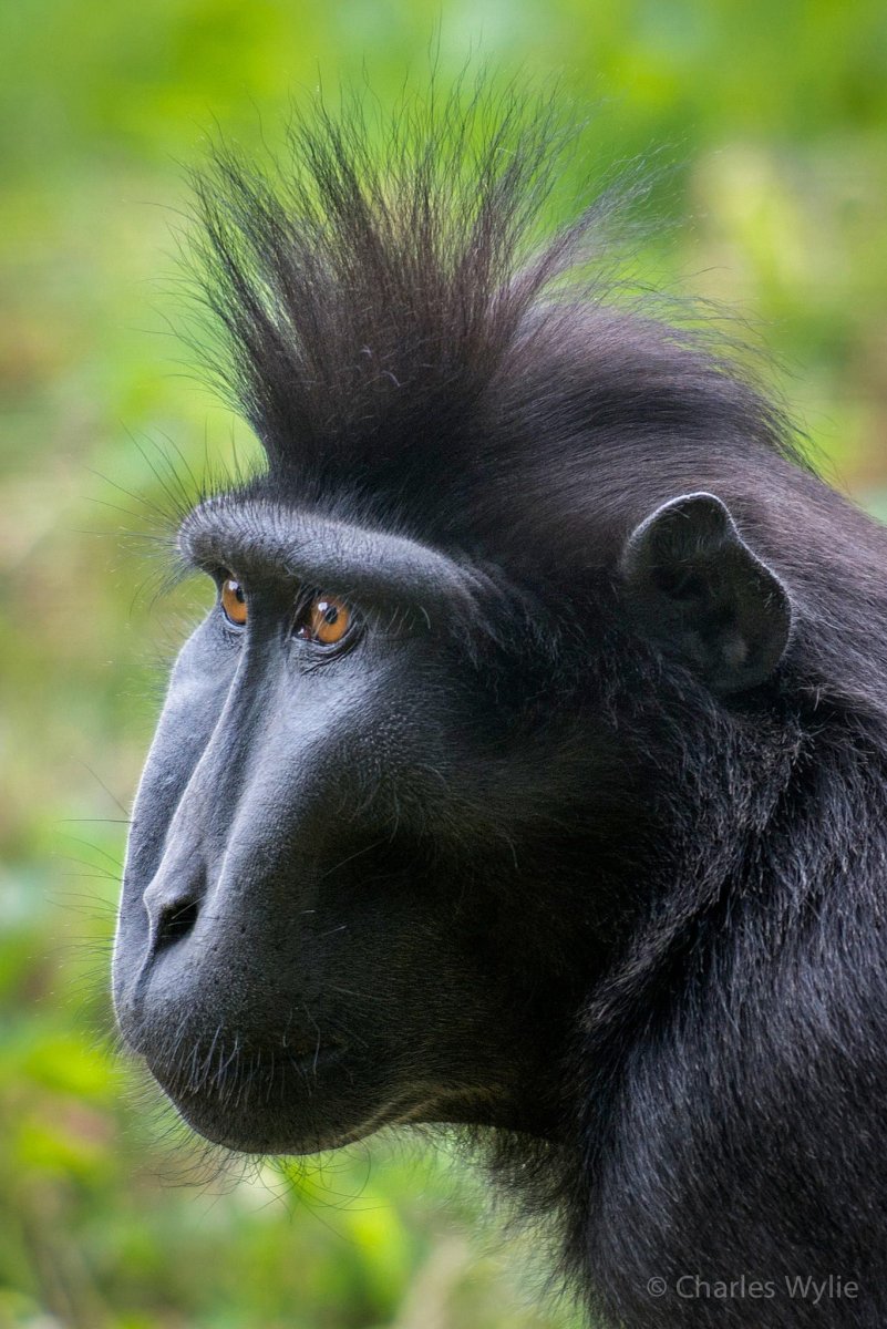 Черные приматы