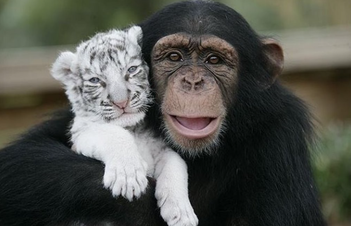 Тигр и обезьяна