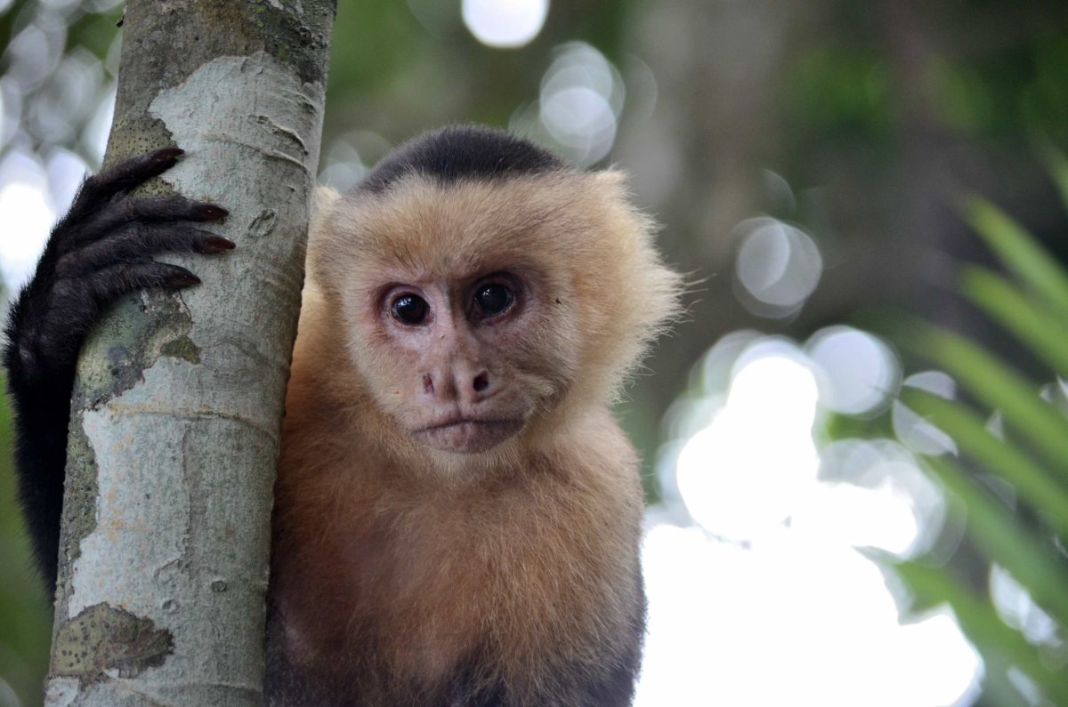Акварельные зверюшки