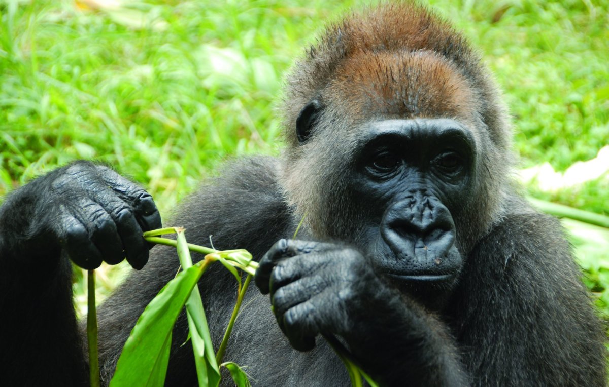 Западная Речная горилла