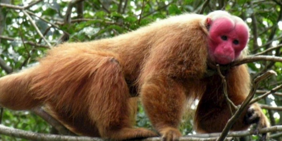 Прикольные редкие животные