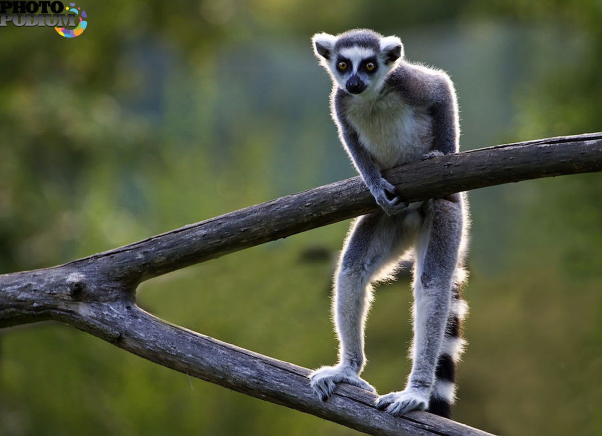 Обезьянка Императорский Тамарин