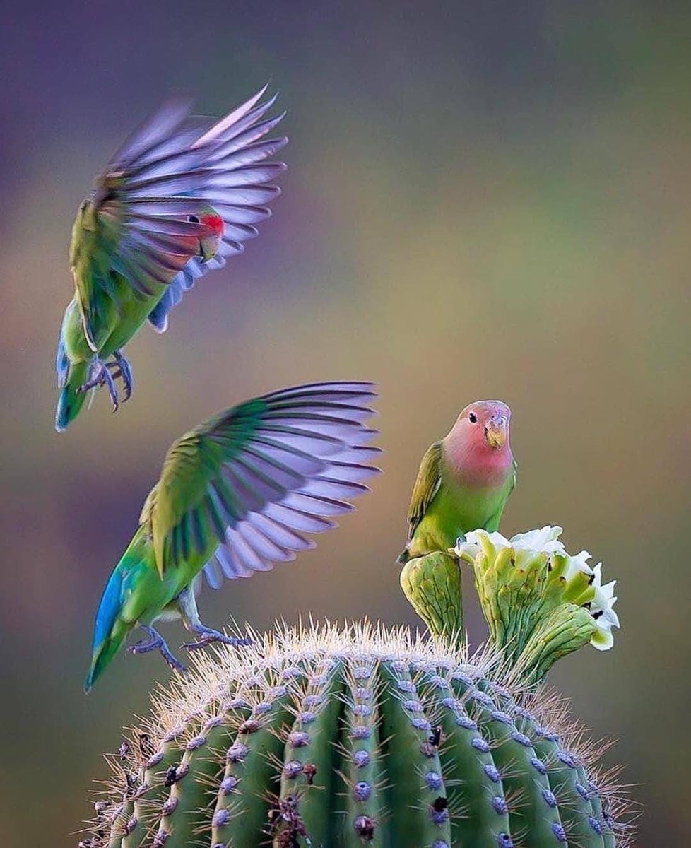 Попугаи в природе