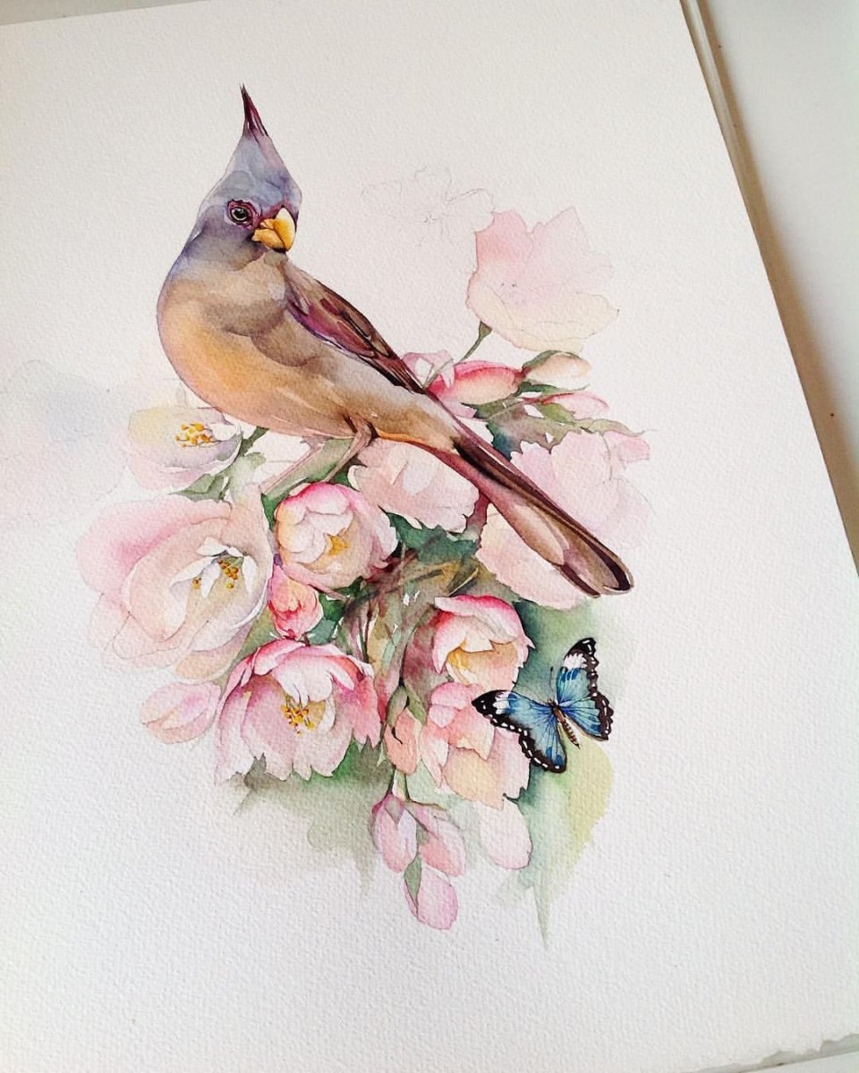 Райские птицы