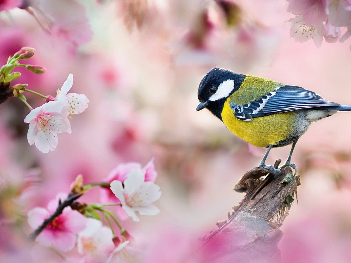 Птицы весной