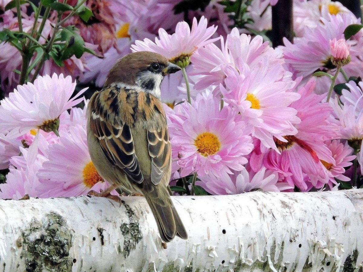 Птицы в саду фото