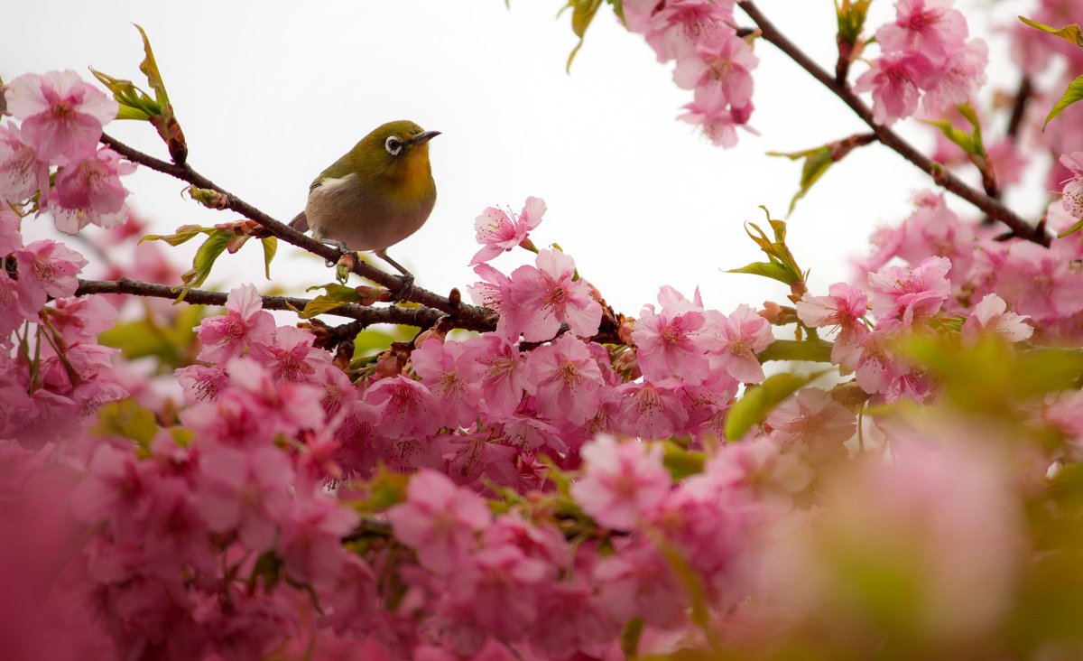 Деревья,цветы птицы