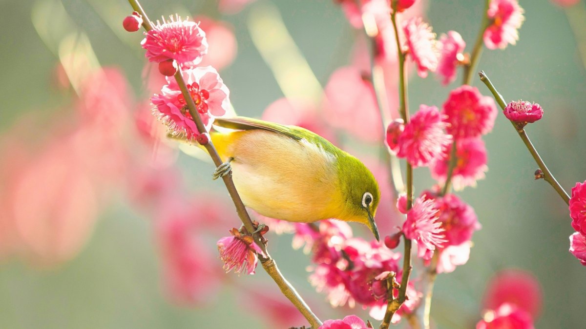 Тропические щурки