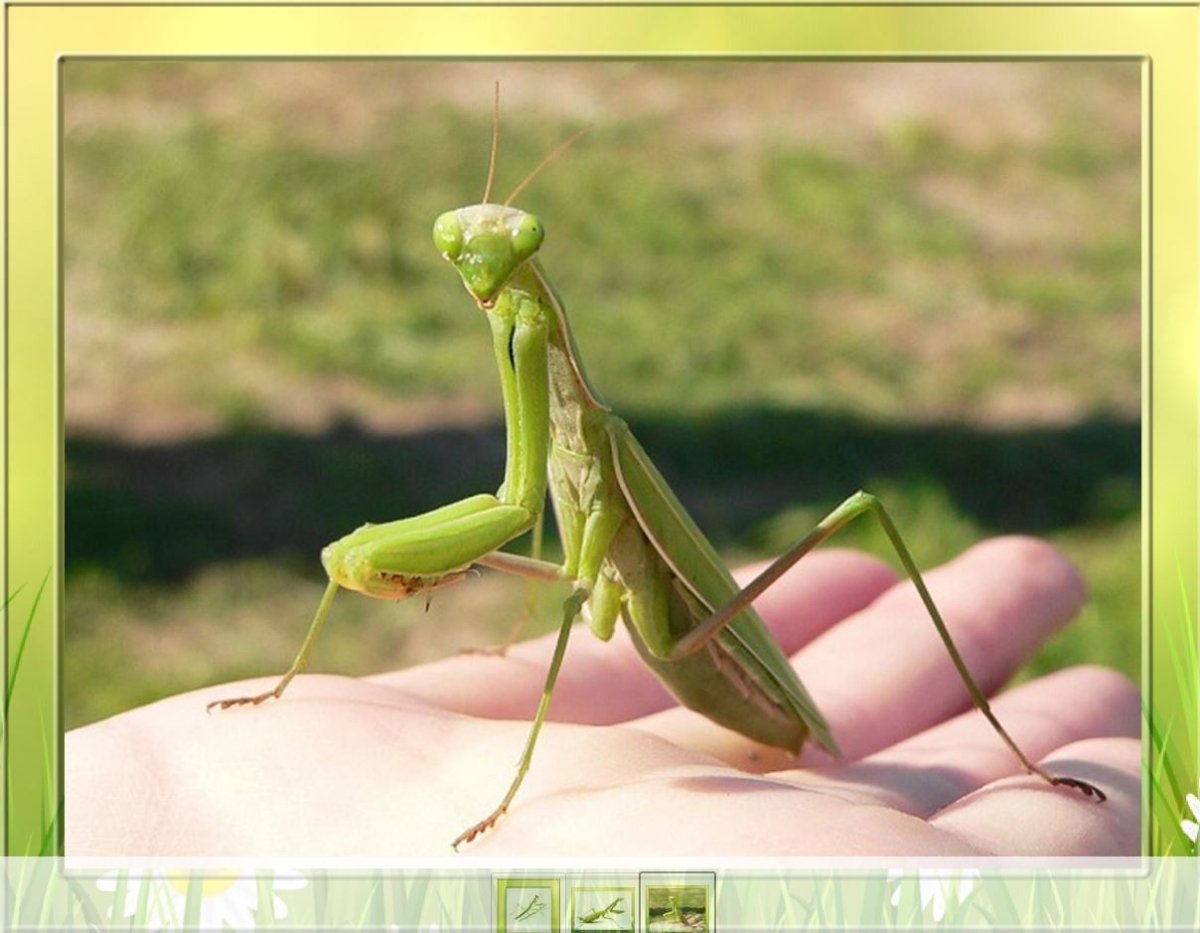 Богомол кузнечик Саранча
