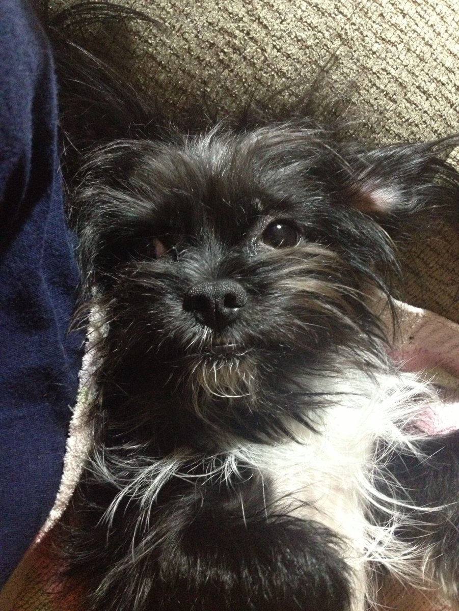 Метис Йорка и Болонки