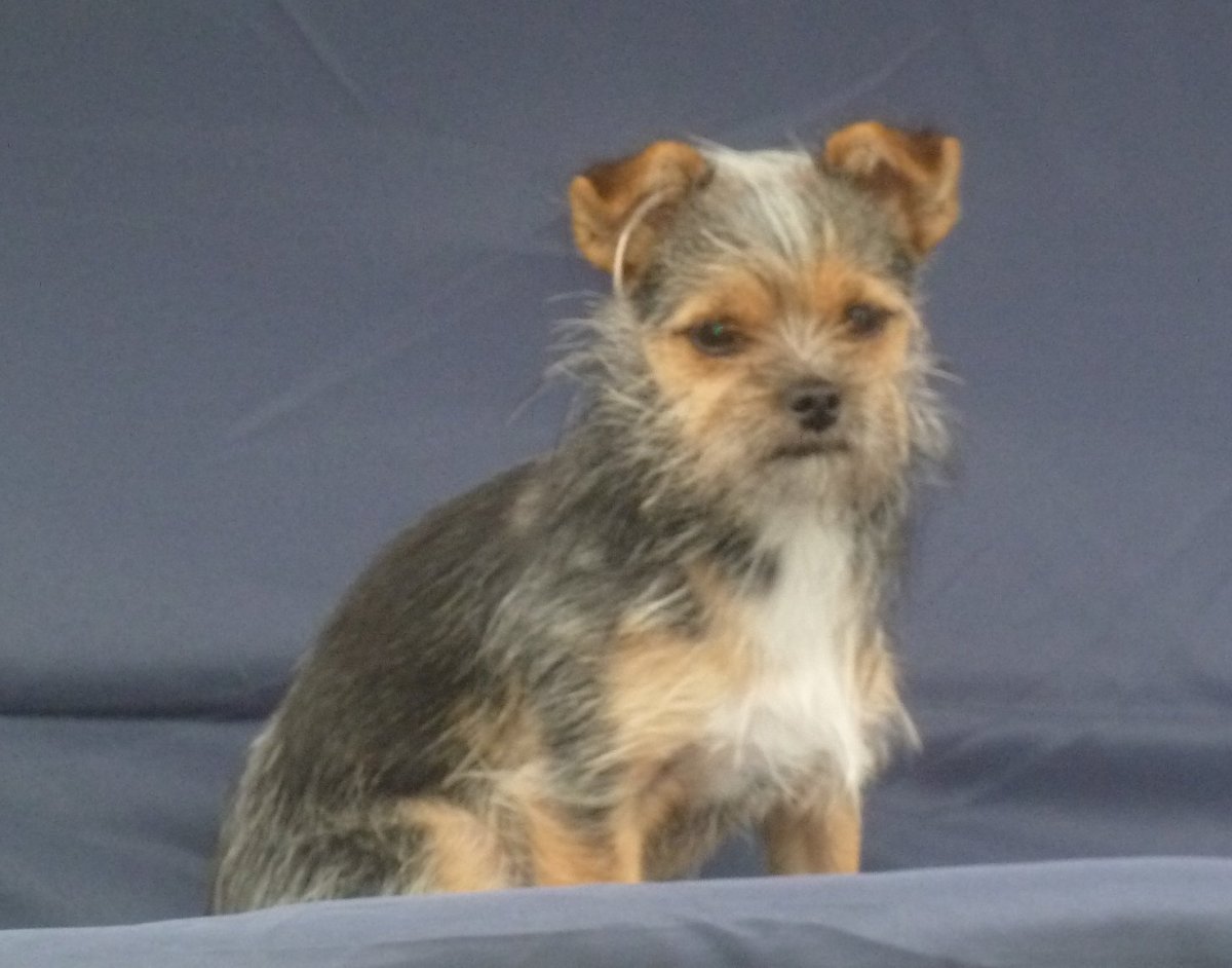 Йоркширский Мопс