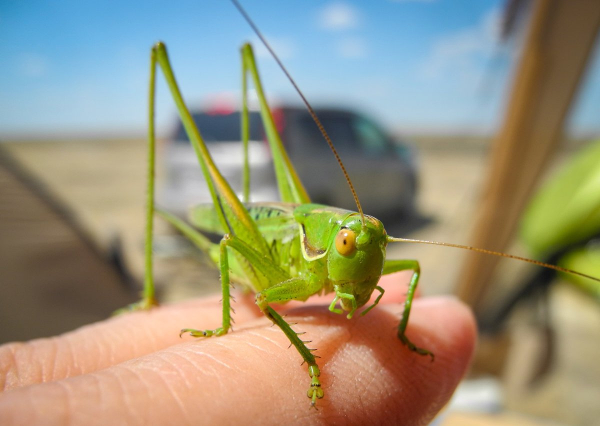 Кузнечик картинка на белом фоне