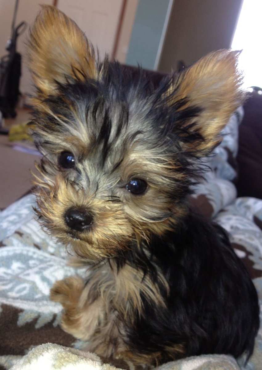 Йоркширский терьер метис