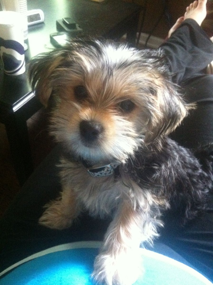 Метис тоя и Йорка