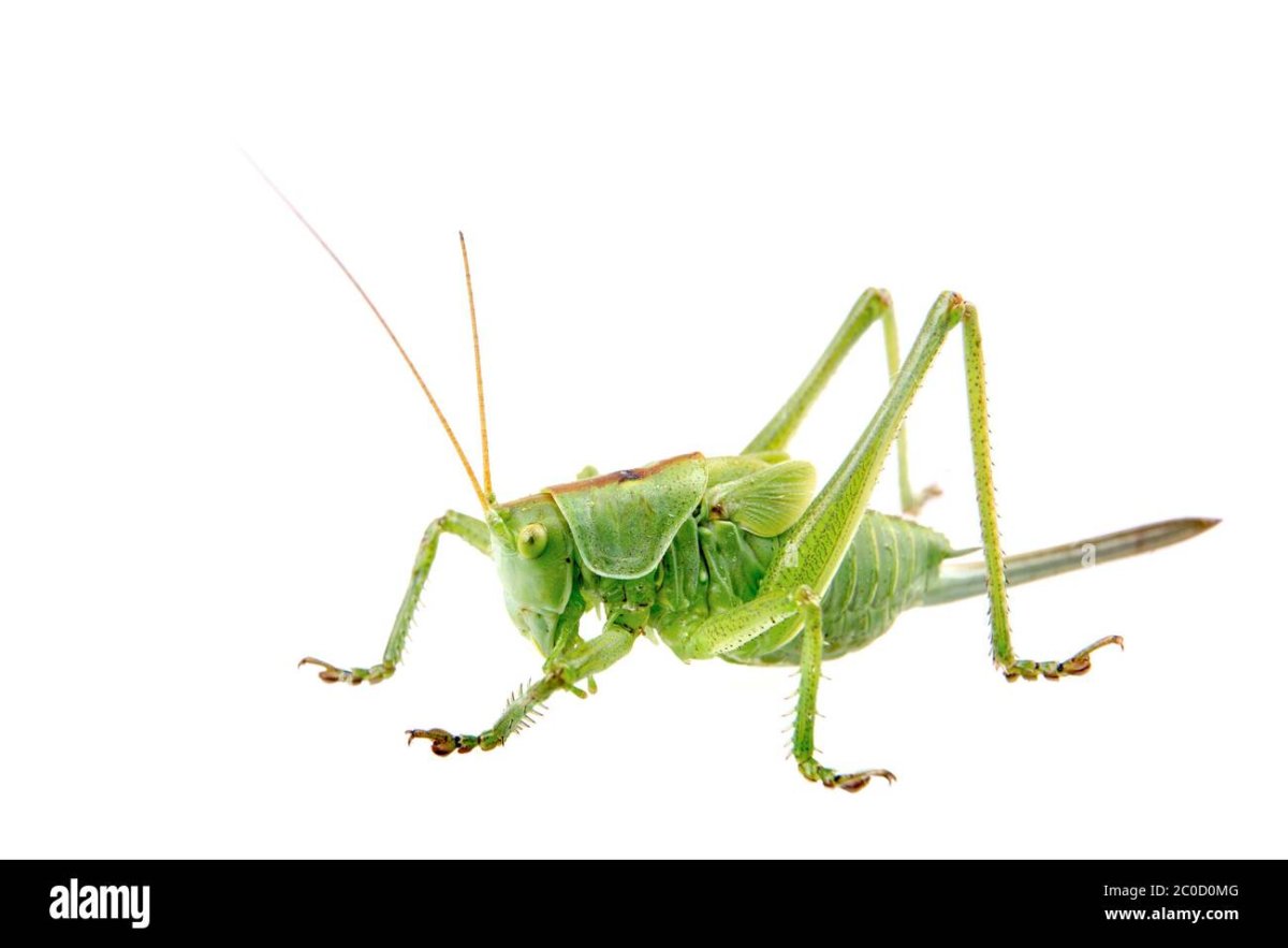 Кузнечик зеленый (Tettigonia viridissima)