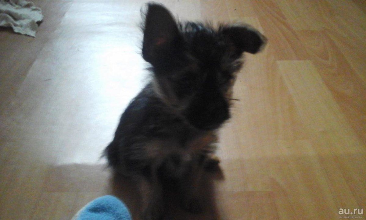 Метис той терьера и йоркширского терьера 1 месяц