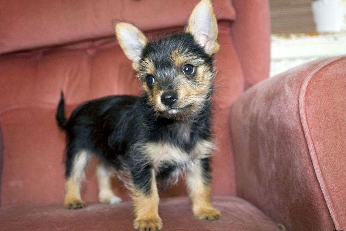 Метис Йорка и той терьера