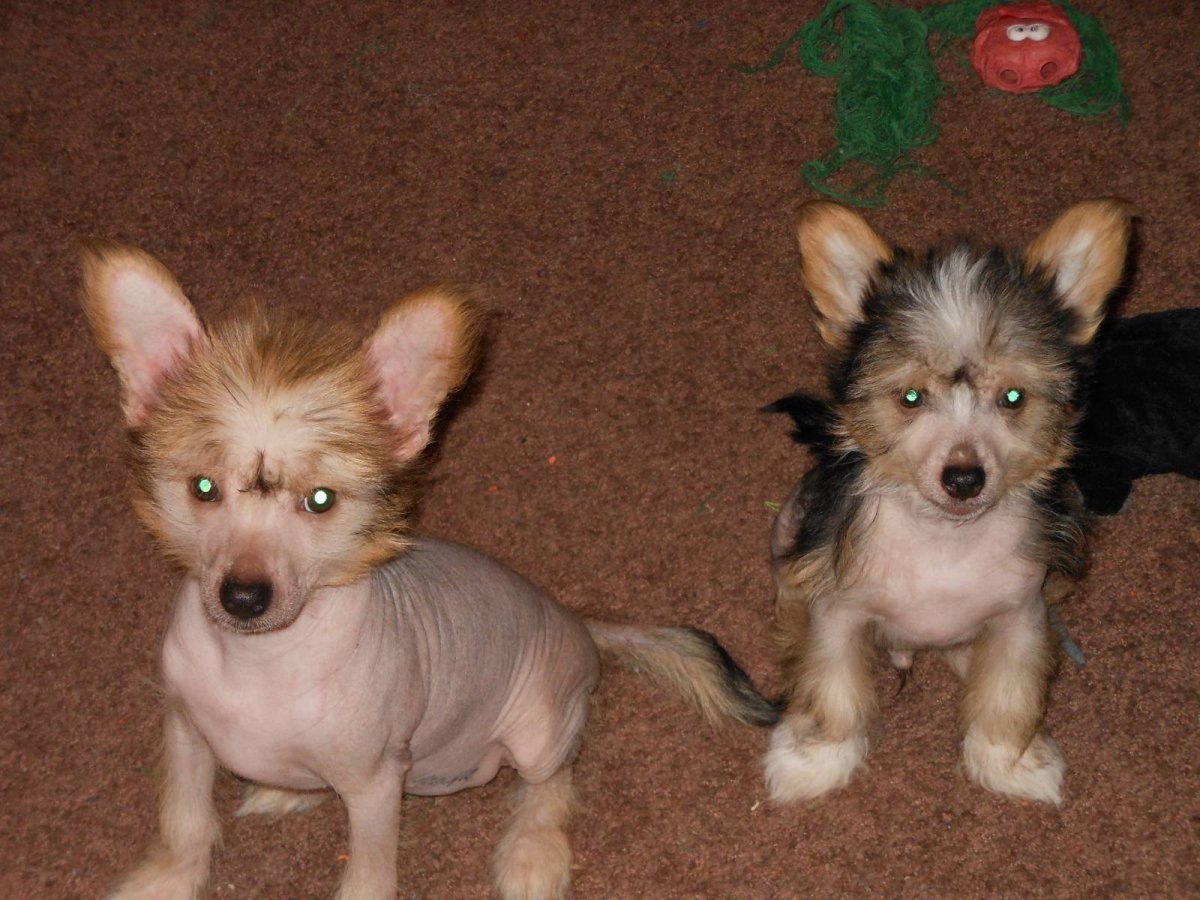 Смесь ши тцу и Йорка