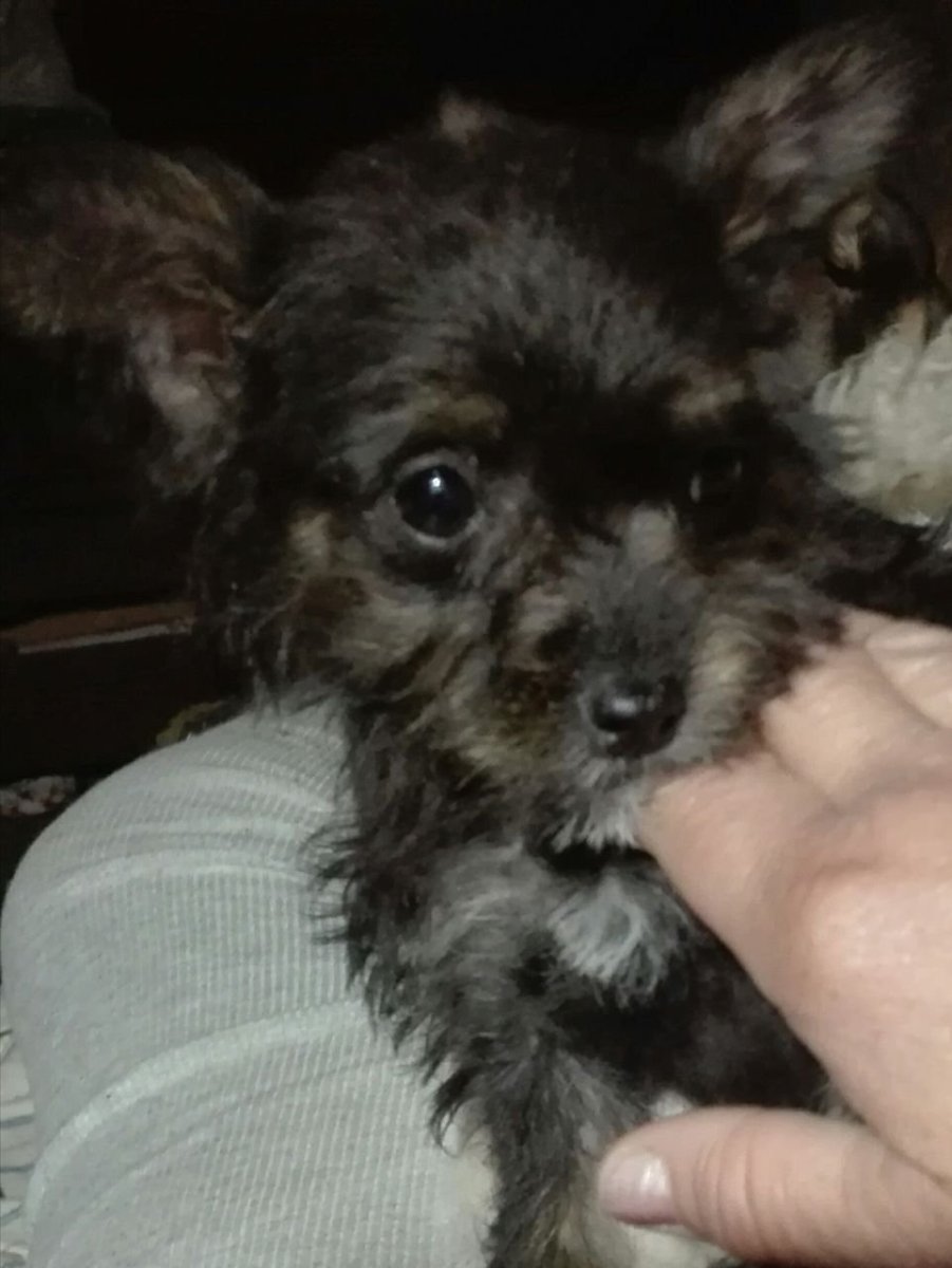 Жесткошерстный Йоркширский терьер