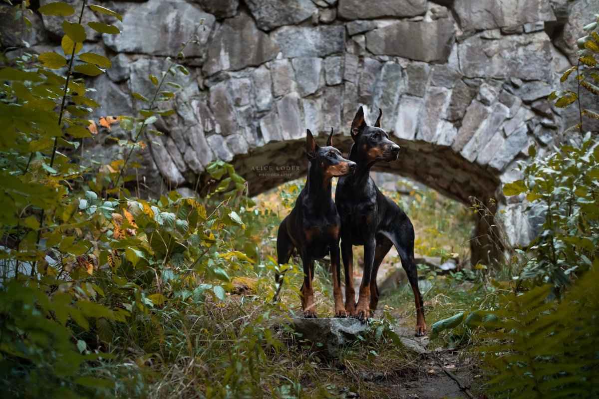 Собака Доберман-пинчер