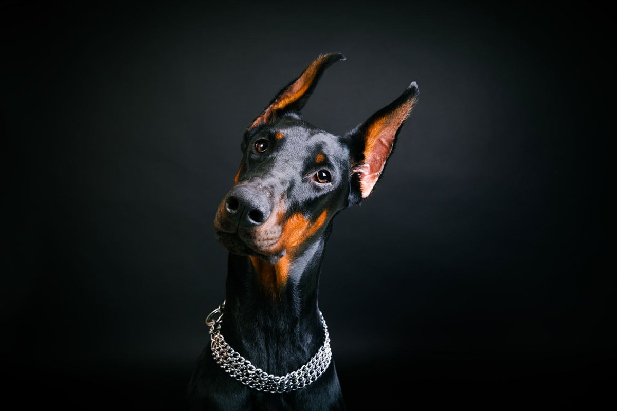 Доберман на рабочий стол