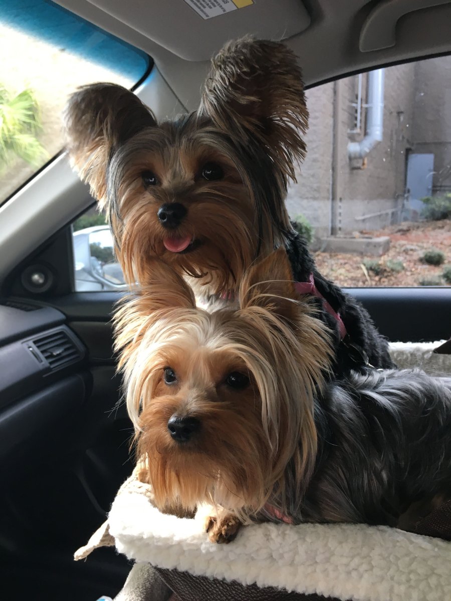 Метис шпиц Папийон