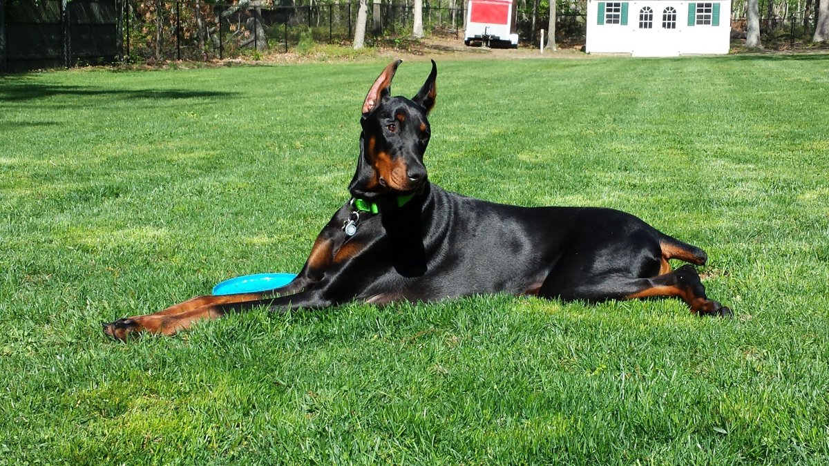 Доберман бойцовская