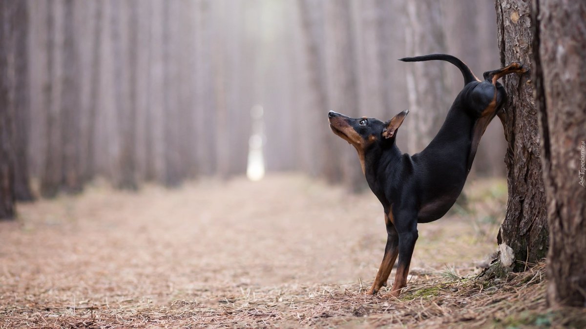 Доберман меланист