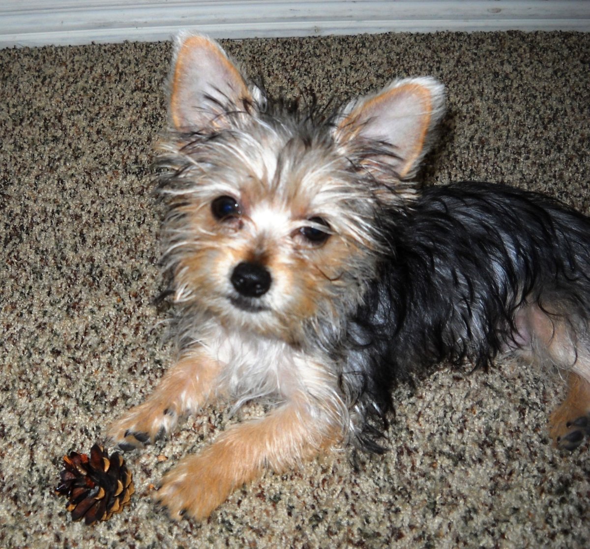 Помесь чихуахуа и йоркширского терьера