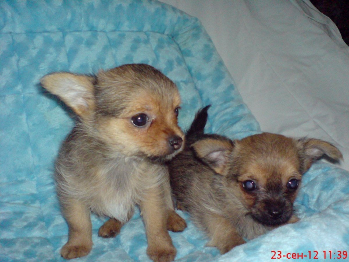 Помесь той терьера и шпица 1 месяц