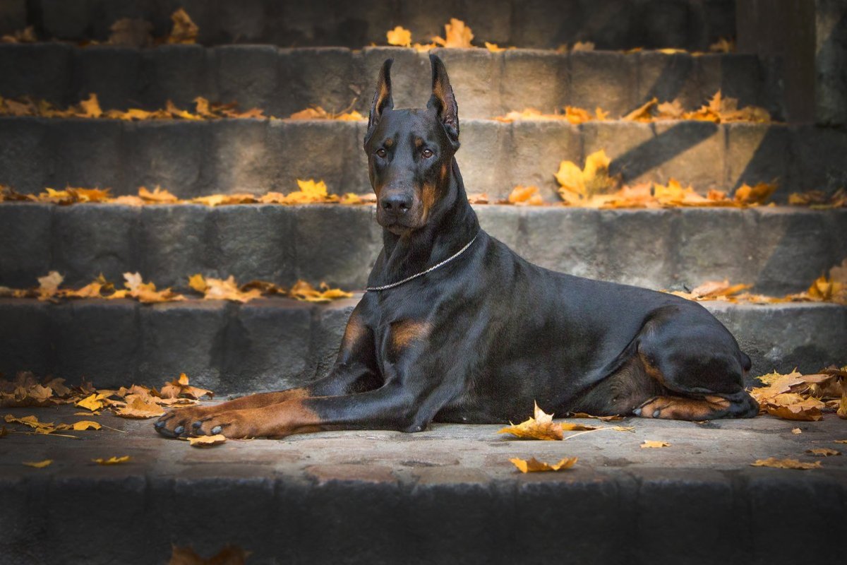 Доберман Эстетика