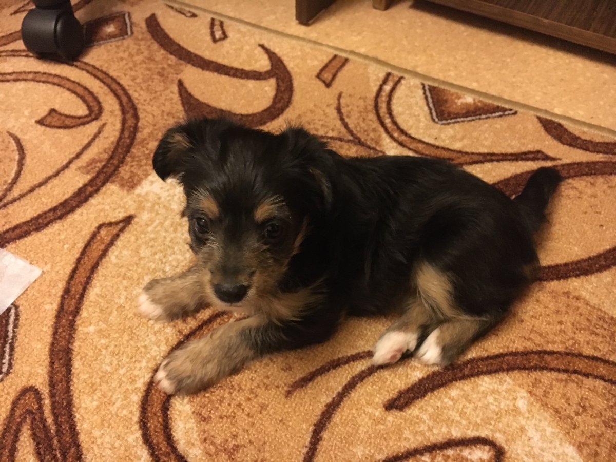 Мальтийская болонка и Йоркширский