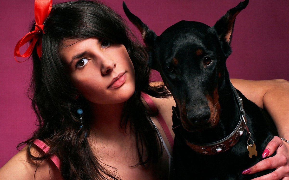 Доберман бойцовская