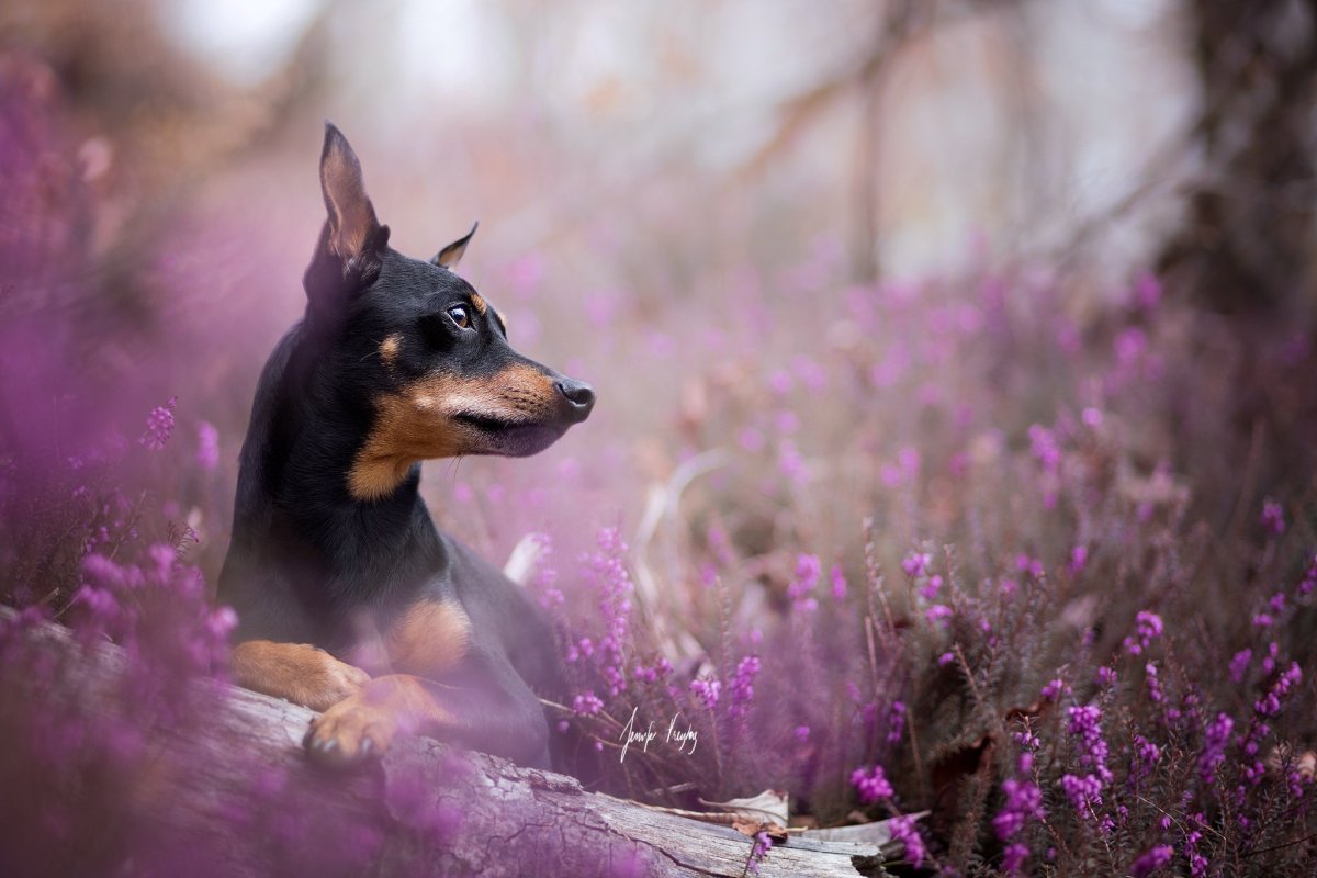 Фиолетовый Доберман