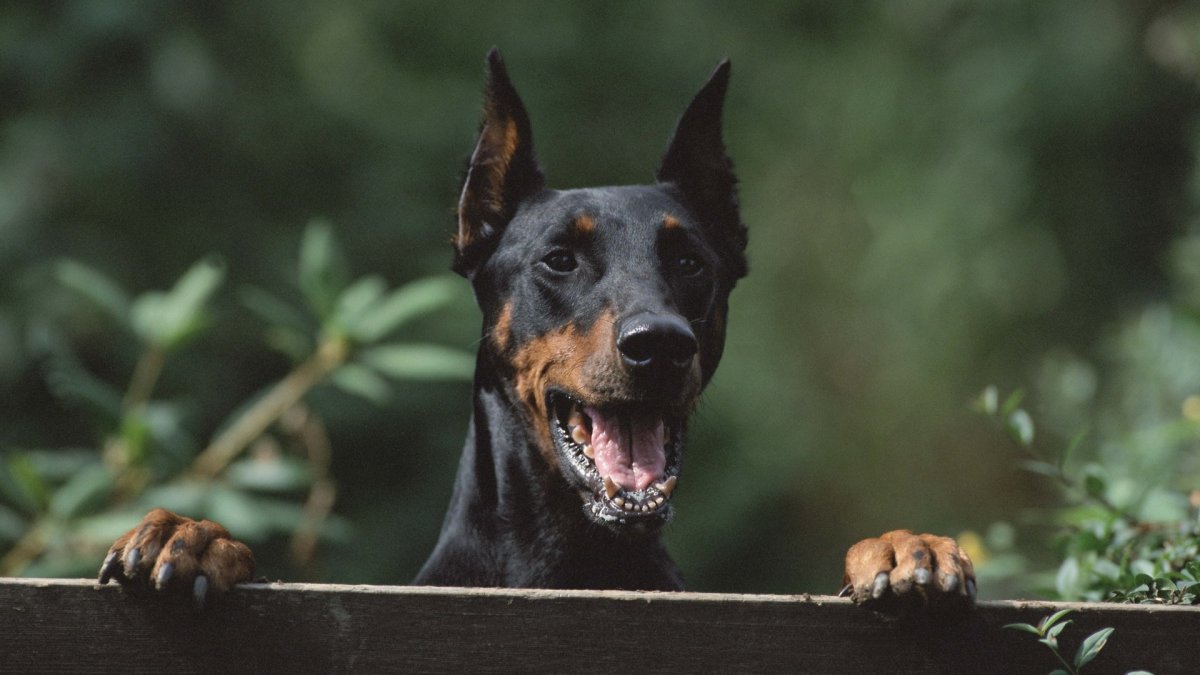 Доберман-пинчер Эстетика