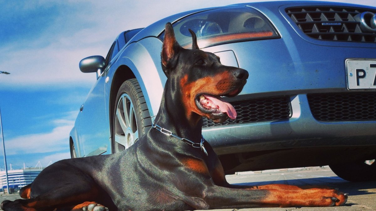 BMW e46 Доберман