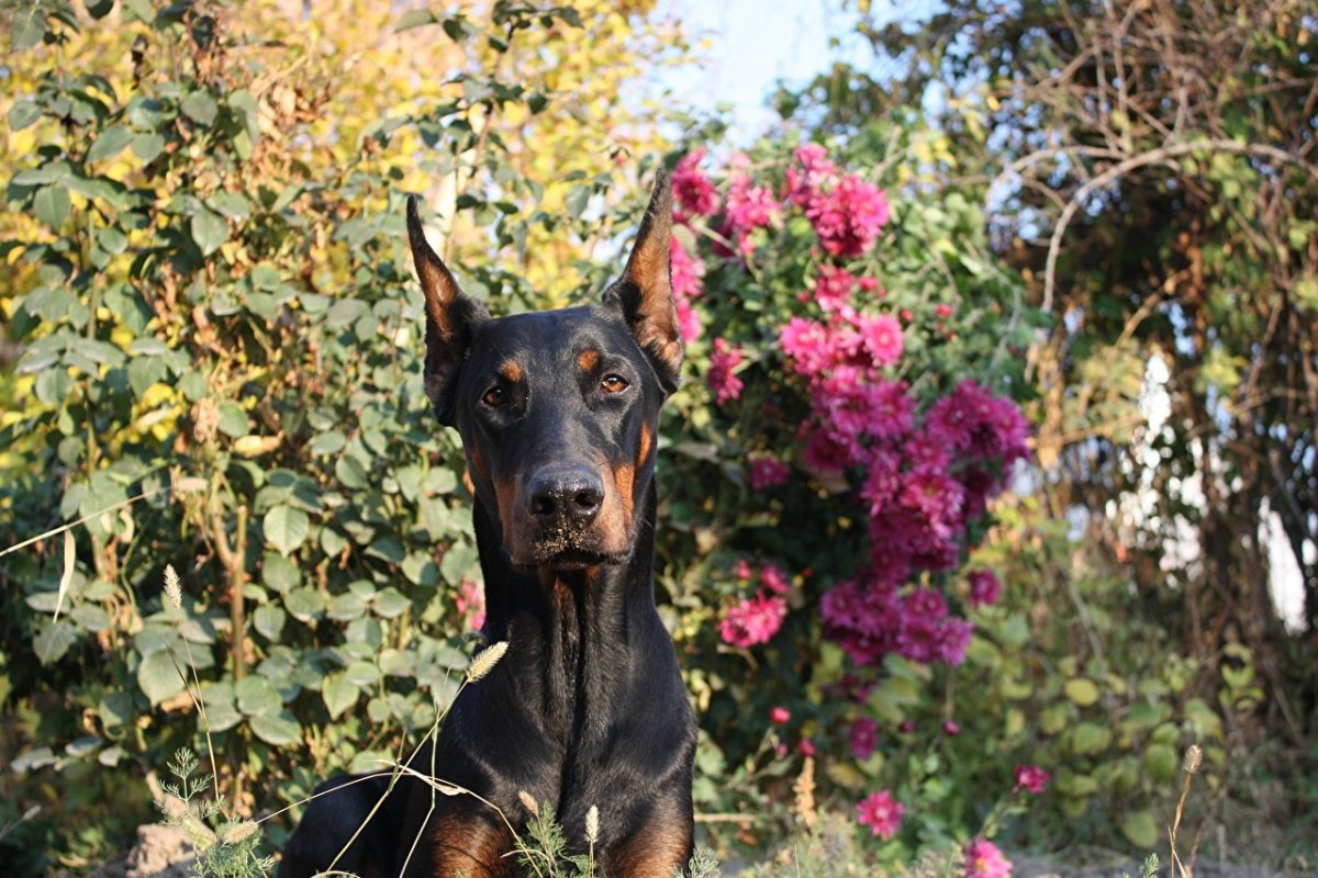 Собака Доберман