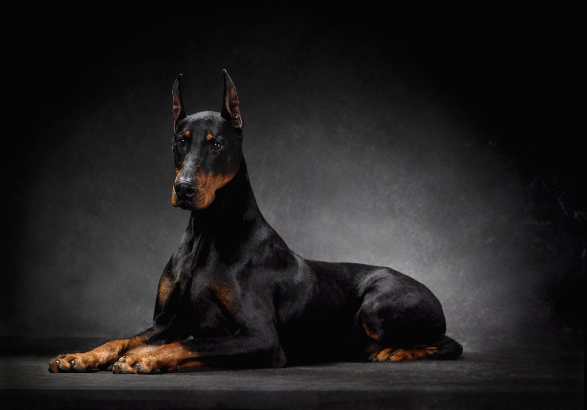 Доберман чемпион мира злая