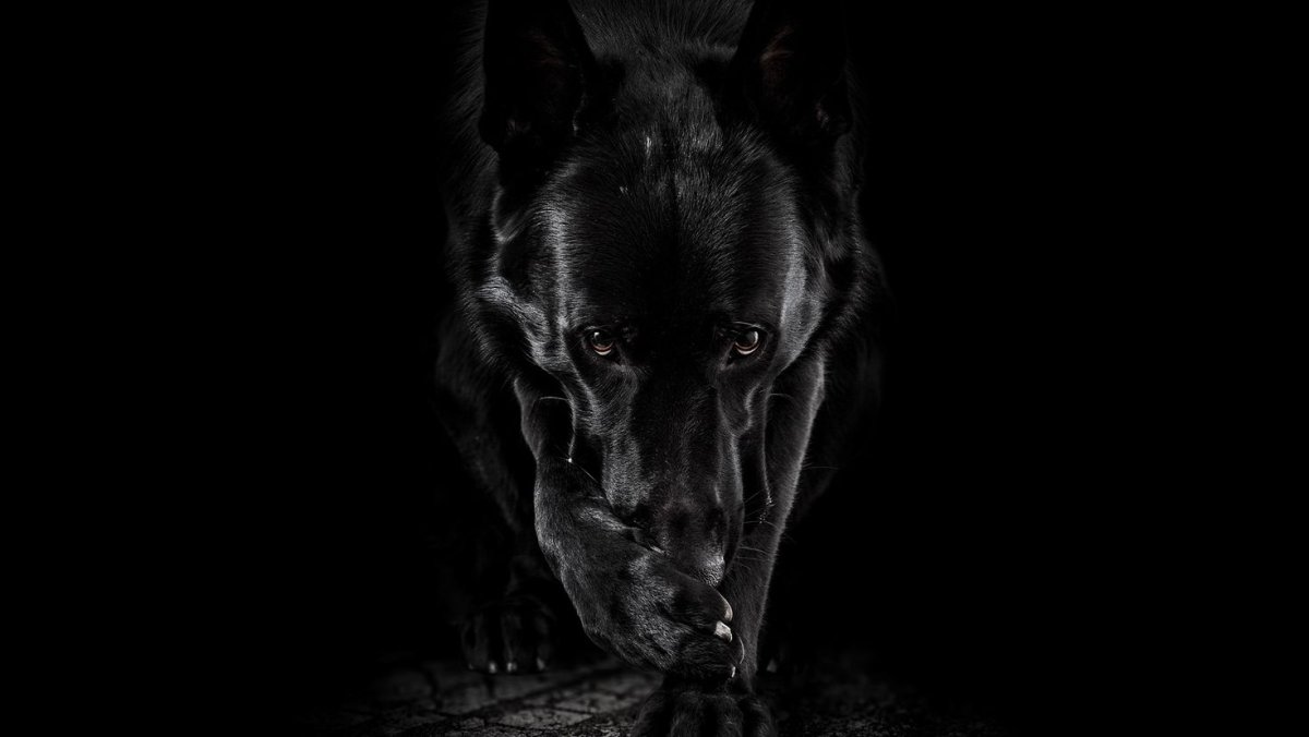 Оскал в темноте