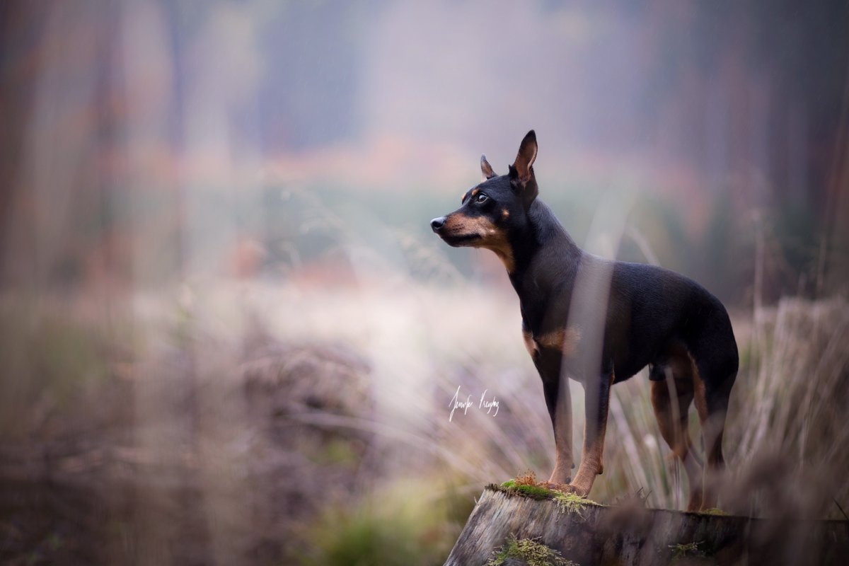 Карликовый пинчер 1920 1200