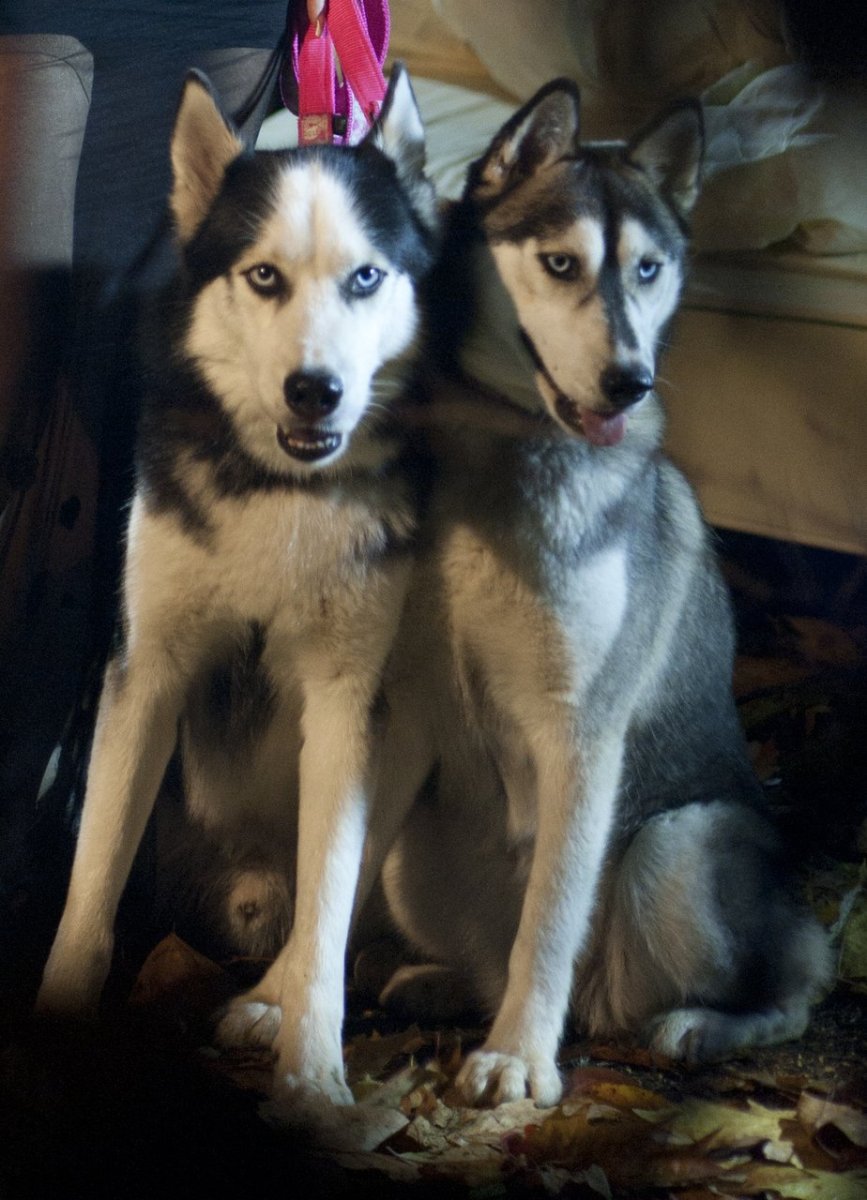 Австралийский Шепард помесь хаски