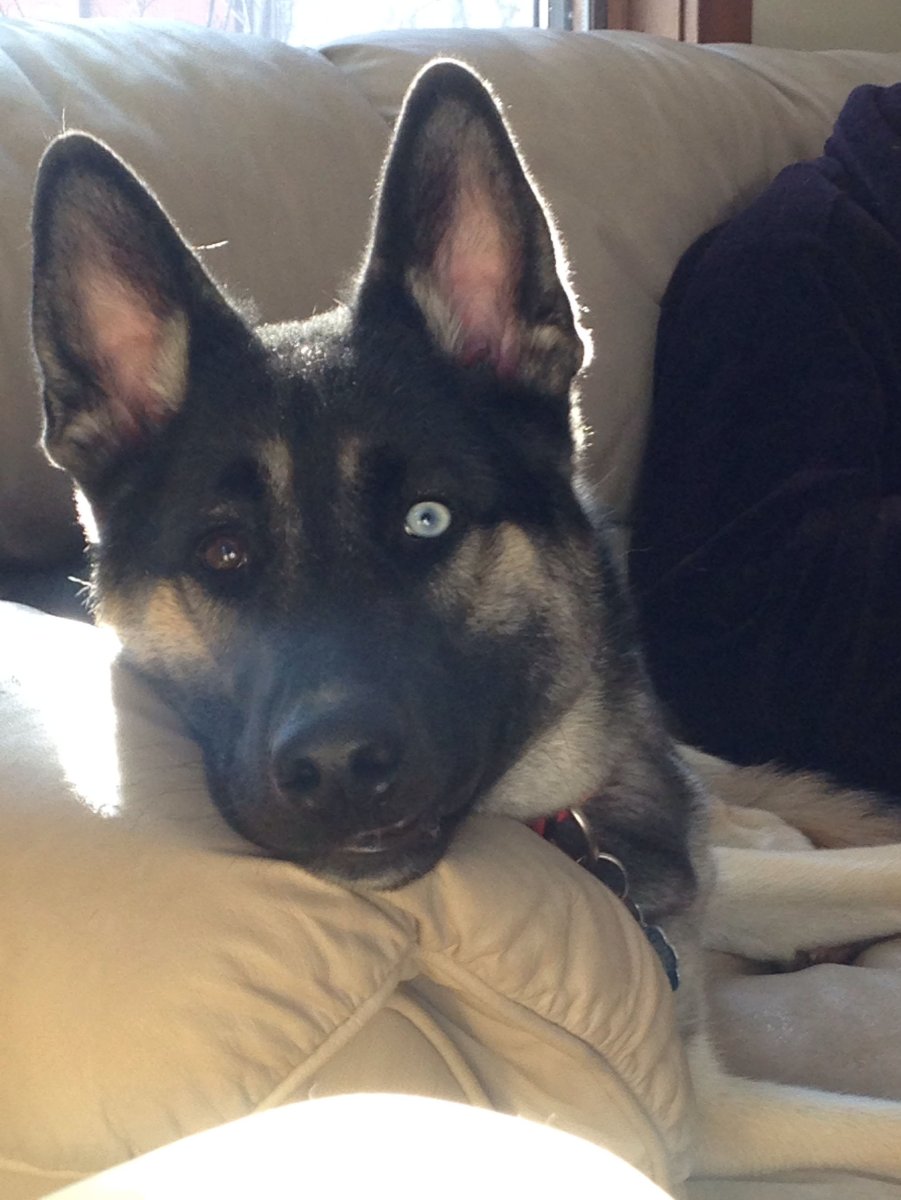 Помесь хаски и овчарки