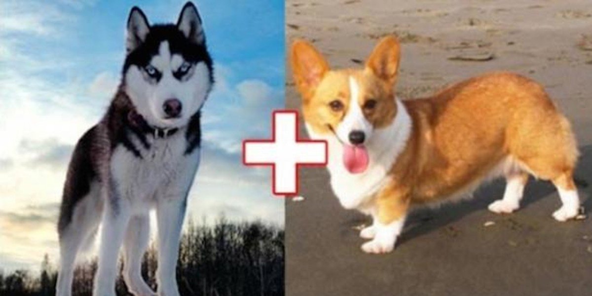 Метис хаски и маламута