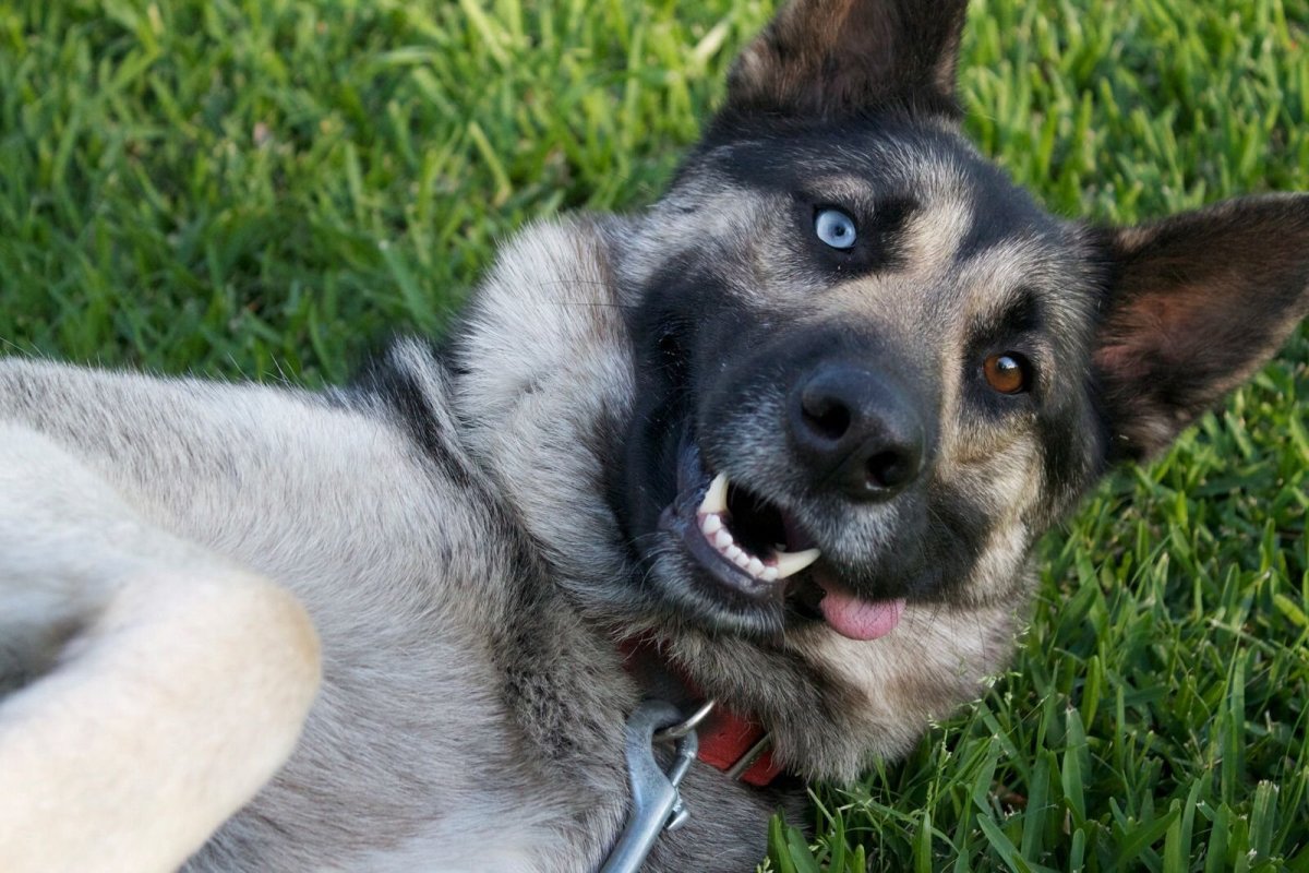 Метис немецкой овчарки и хаски