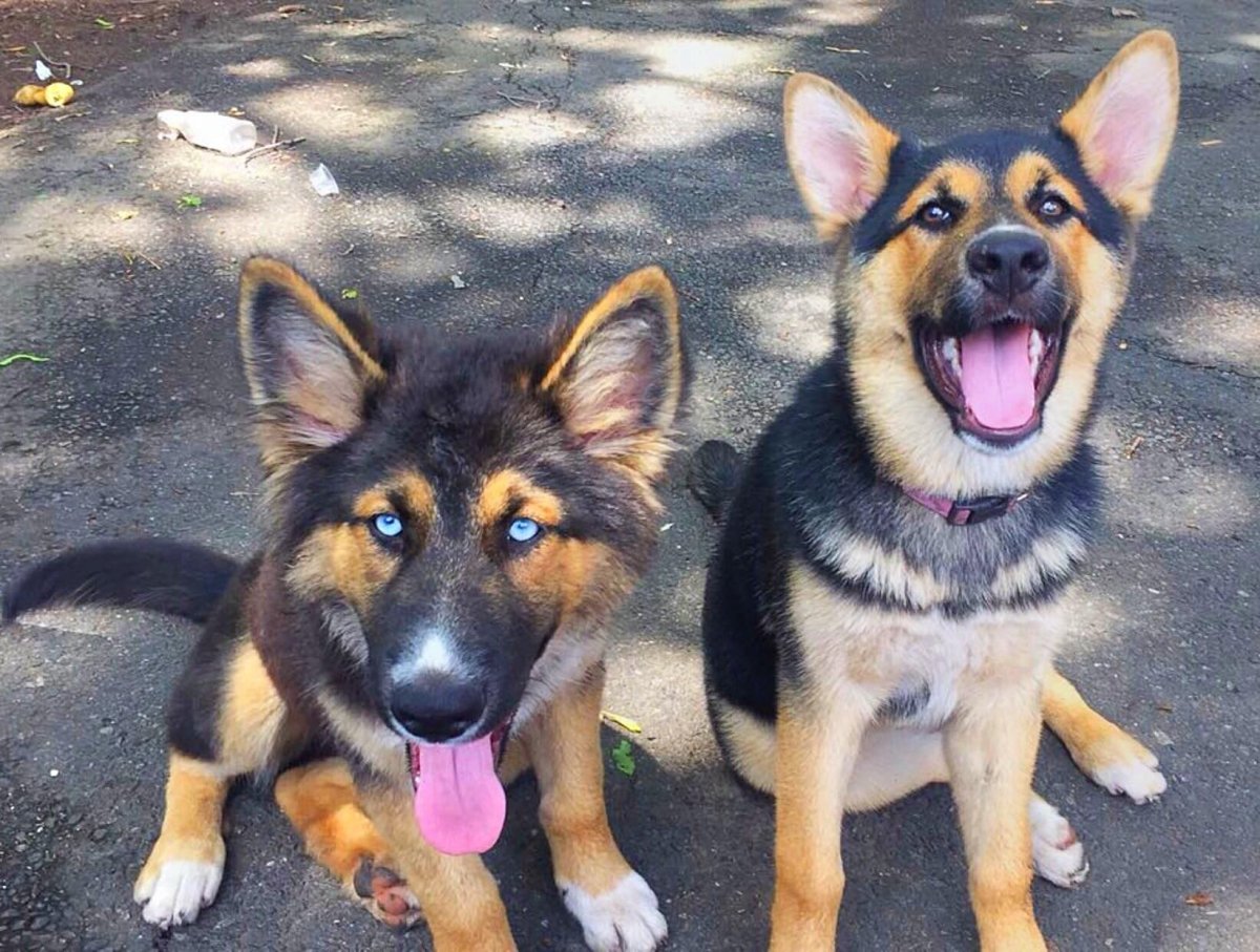 Метис хаски и овчарки