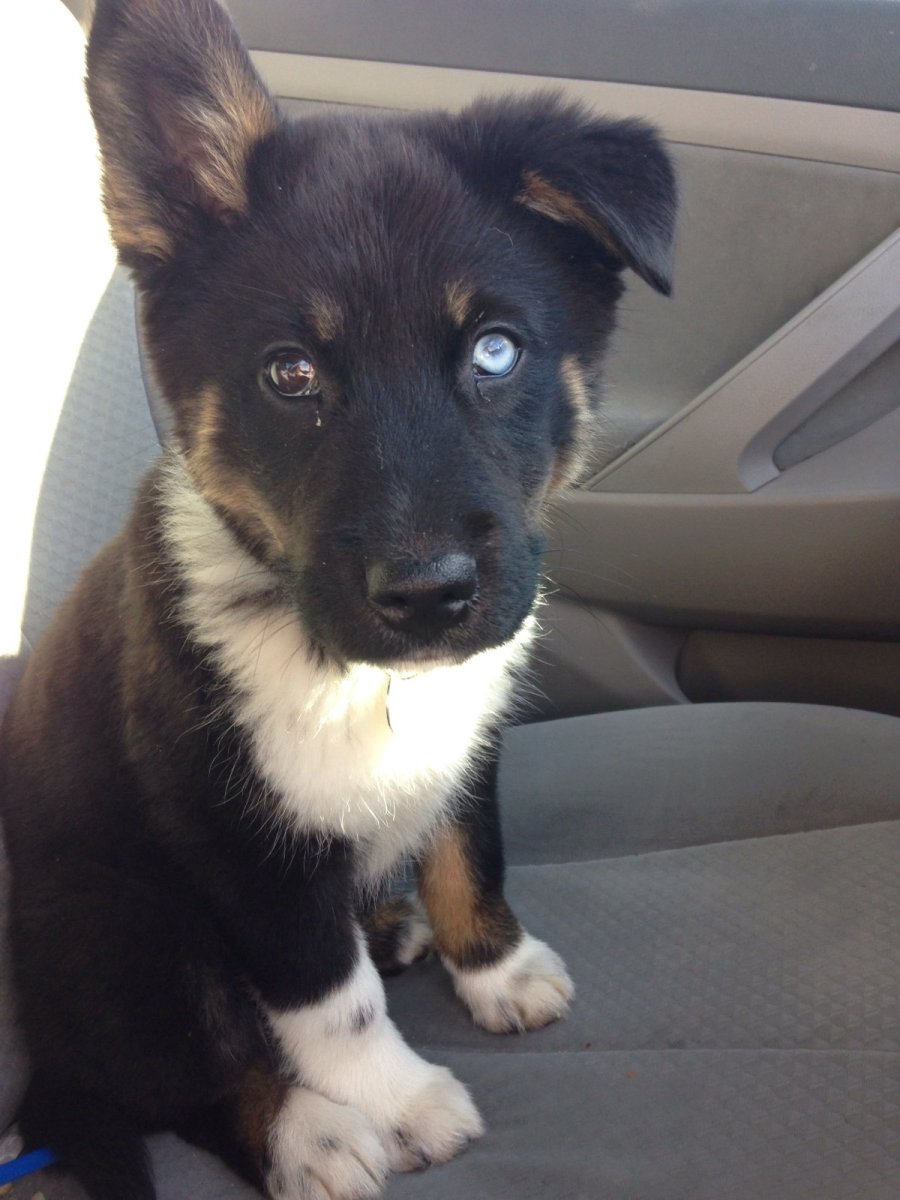 Метис аусси и хаски