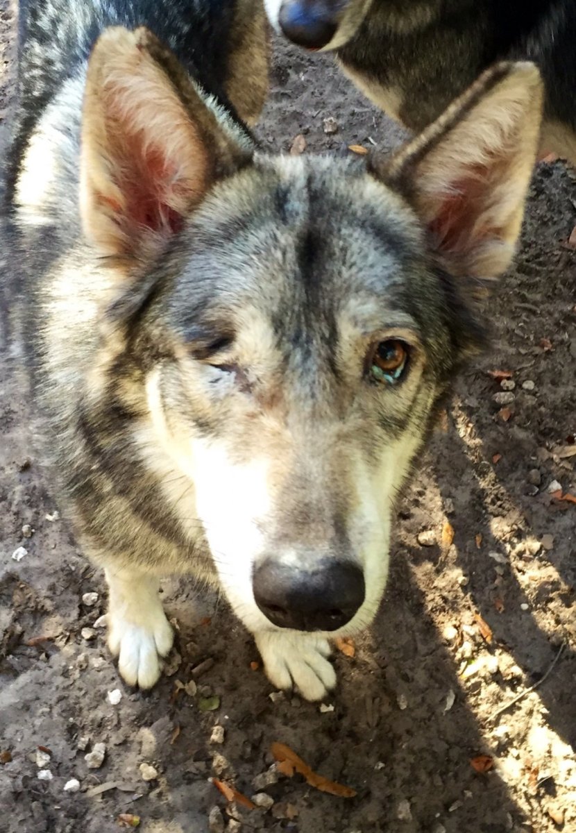 Метис хаски и овчарки
