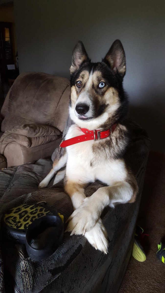 Метис немецкой овчарки и аусси