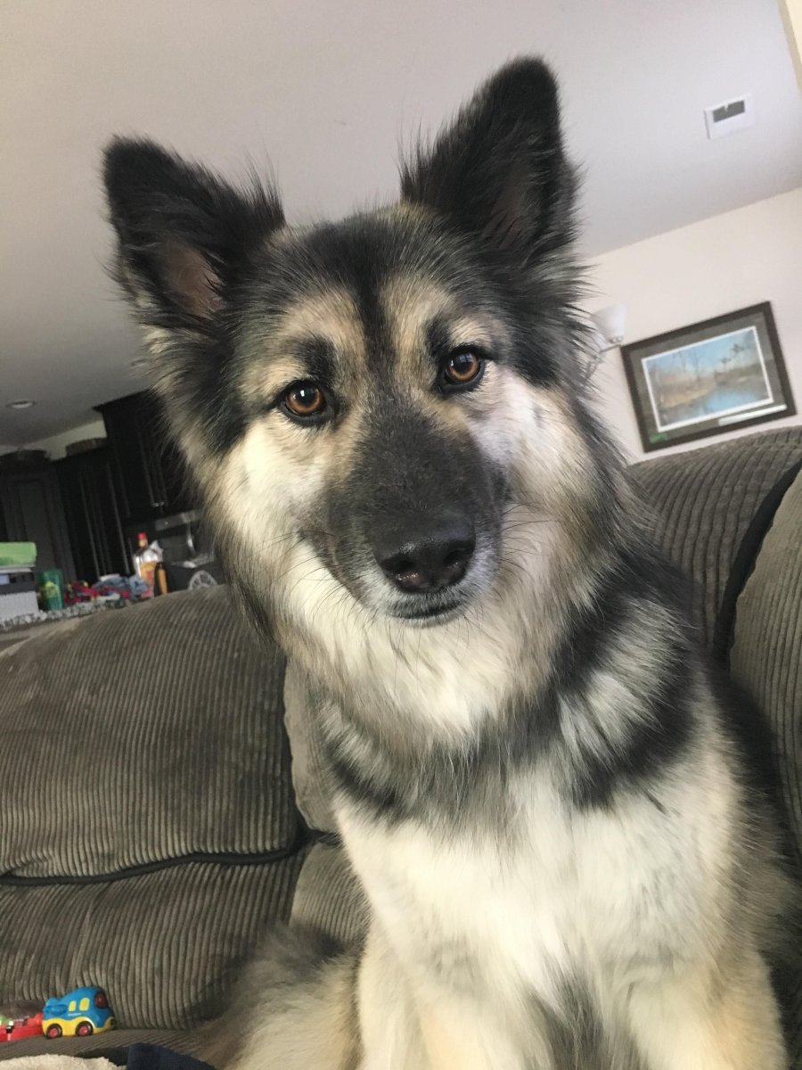 Gerberian Shepsky Shelby